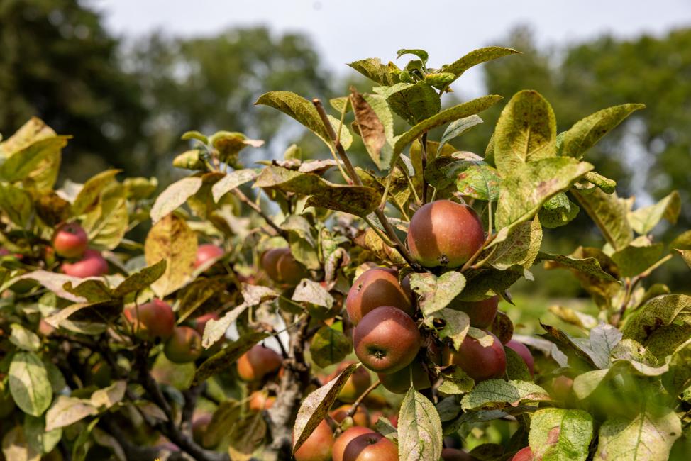 Château Louise & Louis